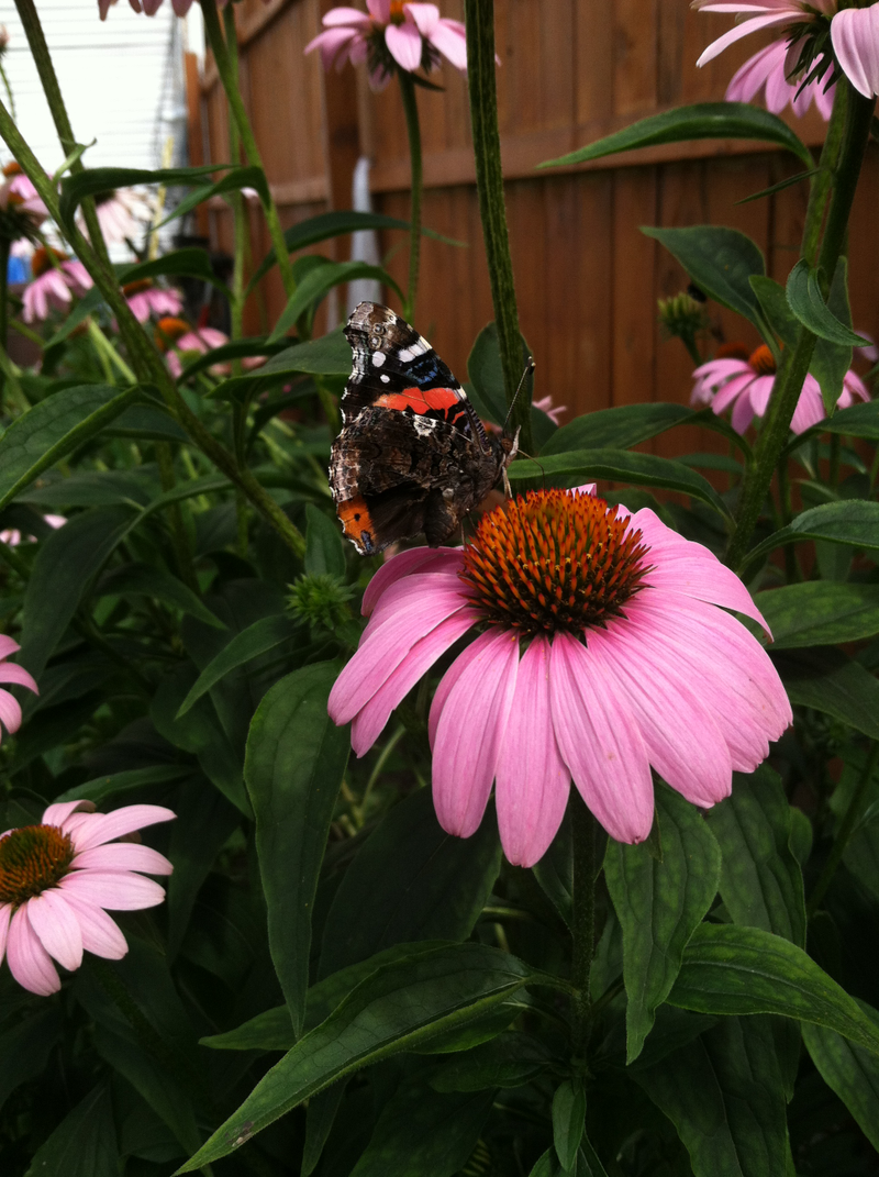 Illustration for article titled butterflies